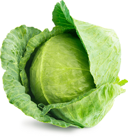 Planta Repollo Liso Docena