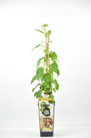 Kiwi�o Planta Issai Fruit Stile