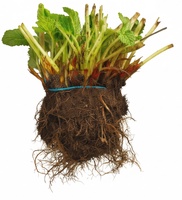 Planta Fresa San Andreas Mazo 10 unidades Planta Fresa San Andreas Mazo 10 unidades