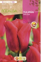 Bulbo Tulipanes 12+ Van Eijk -escarlata