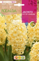 Bulbo Jacinto City Of Haarlem Amarillo