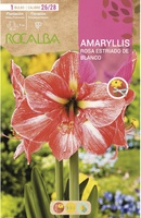 Bulbo Amaryllis 26/28 Rosa Estriado de Blanco