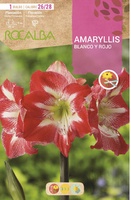 Bulbo Amaryllis 26/28 Blanco y Rojo