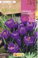 Bulbo azafran Crocus 8/9 Flower Record Purpura