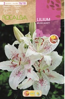 Bulbo Liliums 16/18 Muscadet Blanco Puntos Rojos