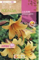 Bulbo Liliums Jumbo African Queen Naranja