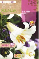 Bulbo Liliums Jumbo Regale Blanco