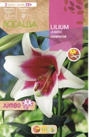 Bulbo Liliums Jumbo Triumphator Blanco Centro Rojo