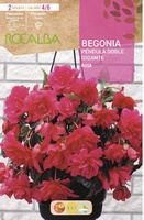 Bulbos Begonias Pendula Doble Gigante Rosa