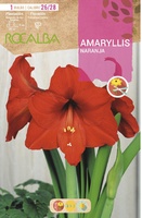 Bulbo Amaryllis 26/28 Naranja