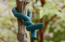 Abrazadera Espuma para Plantas Delicadas Nortene 3,5 mm x 10 M	