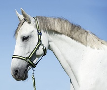 Cabezada Caballo Nylon Antracita/Lima Talla Foal 00