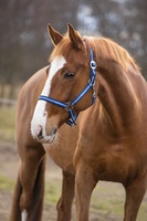 Cabezada Caballo Nylon Marino/Azul Talla Foal 00