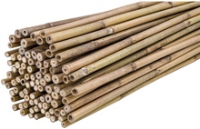 Pack 100 Tutores Bambu 210 cm Grosor 16-18mm