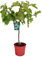 Higuera Maceta Napolitana