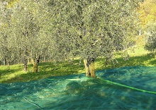 Manta para Recoleccion Aceitunas y Almendras 4x8 mt