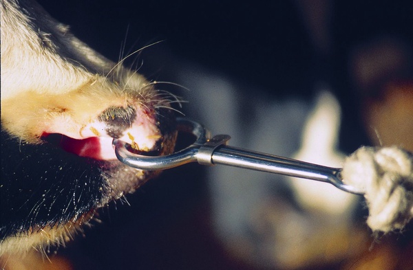 Nariguera Toro 19 cm.