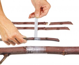 Cinta Injertar Buddy Tape 5 metros