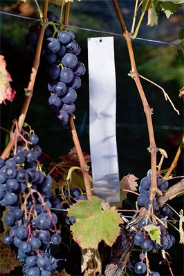 Tiras Aluminio Espantapajaros