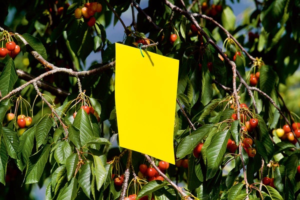 Trampa Adesiva Insectos Amarillo l