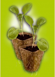 Set 12 Uds Semillero Fibra Turba Biodegradables 10 Huecos