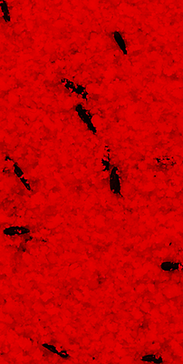 Kiki Pasta de Cria y Mantenimiento Roja 1 kg