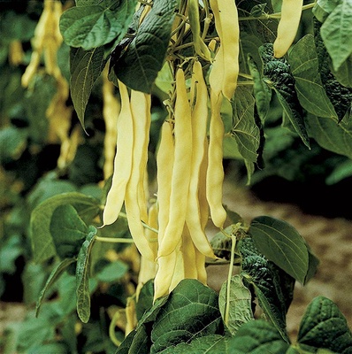 Semilla Judia Goldmarie 250 Unidades