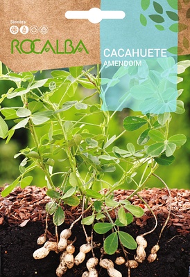 Semilla Cacahuete Semilla Cacahuete