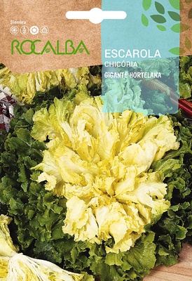 Semilla Escarola Gigante Hortelana (maraichere)