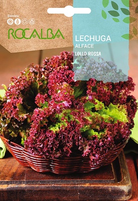 Semilla Lechuga Crispa Lollo Rossa Semilla Lechuga Crispa Lollo Rossa