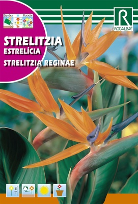 Semilla Strelitzia