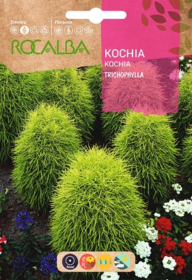 Semilla Kochia Tricophylla Oviforme