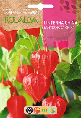 Semilla Linterna China