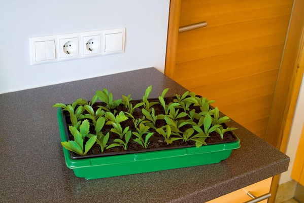 Bandeja Mini Invernadero con 40 Macetas