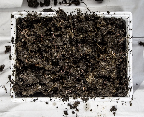 Kit Lombrices Roja de California 1000 Unidades