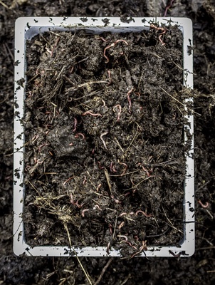 Kit Lombrices Roja de California 1000 Unidades