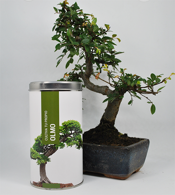 Kit Cultiva Tu Propio Olmo