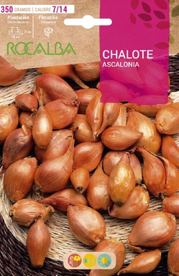 Semilla Bulbo Chalote de Mesa Calibre 7/14 Semilla Bulbo Chalote de Mesa Calibre 7/14