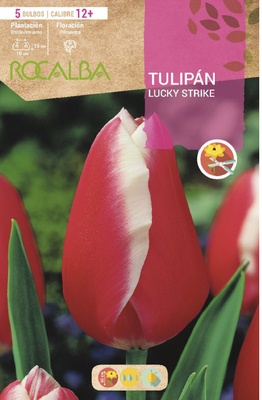 Bulbos Tulipanes Variedad Lucky Strike