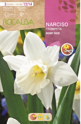 Bulbos Narciso Variedad Trompeta Mount Hood -blanco