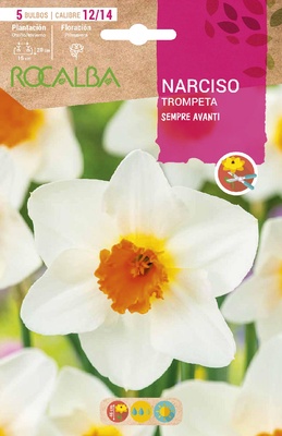 Bulbo Narcisos Trompeta 12/15 Sempre Avant Bulbo Narcisos Trompeta 12/15 Sempre Avant