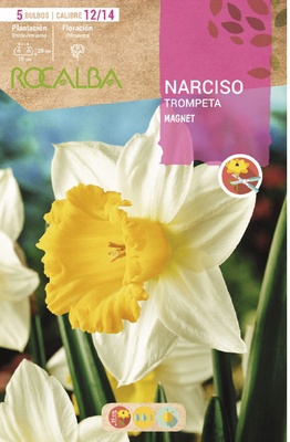 Bulbo Narcisos Trompeta 12/15 Magnet Blanco Amarilla Bulbo Narcisos Trompeta 12/15 Magnet Blanco Amarilla