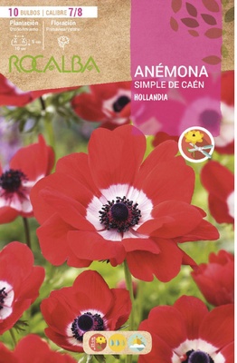 Bulbo Anemonas Simples de Caen 7/8 Hollandia -rojo