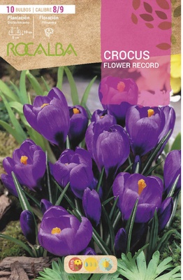 Bulbo azafran Crocus 8/9 Flower Record Purpura
