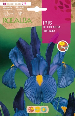 Bulbos Iris Variedad 7/8 Blue Magic -azul Intenso