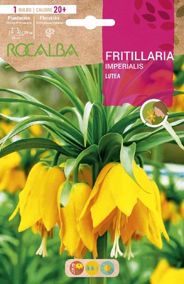 Bulbos Fritilarias Variedad Imperialis Lutea -amarillo