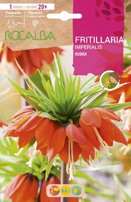 Bulbo Fritilarias Imperialis 20+ Rubra  -rojo