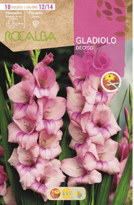 Bulbo Gladiolos 12/14 Deciso Rosa