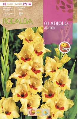 Bulbo Gladiolos 12/14 Jester Amarillo