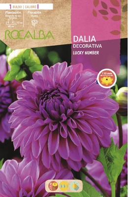 Bulbo Dalia Lucky Number Lila